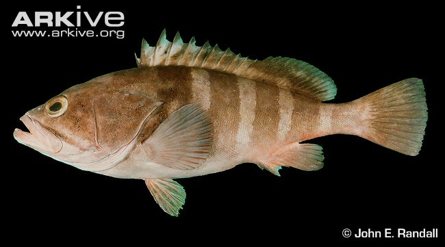 Epinephelus diacanthus (Valenciennes, 1828)